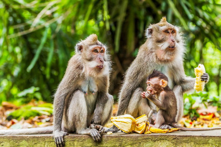 Apen eten een banaan in Monkey Forest in Ubud
