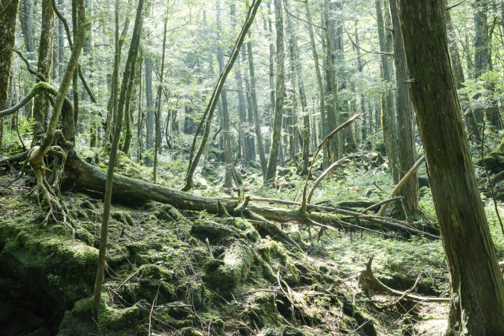 Het zelfmoordbos in Japan