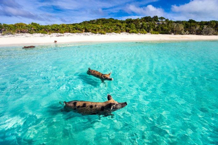 varkentjes bahamas