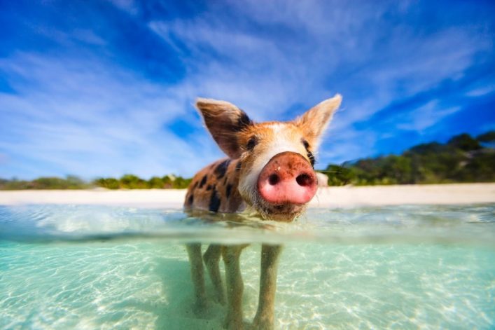 varkentjes bahamas
