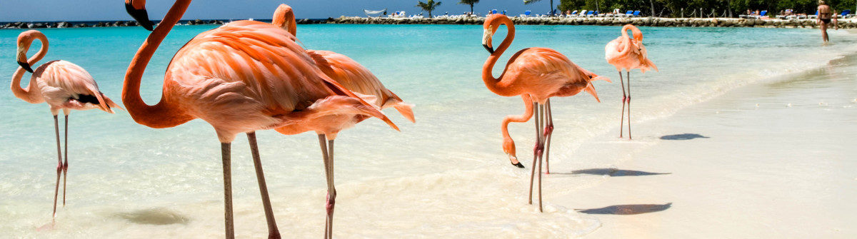 Flamingos on the Beach
