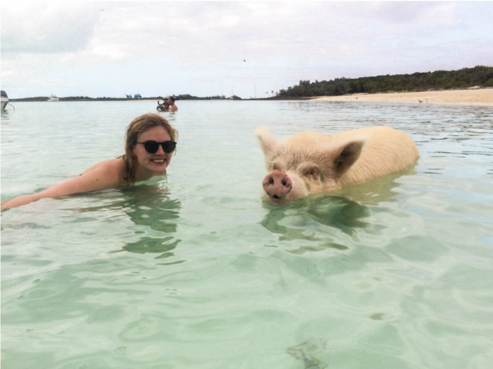 pig1