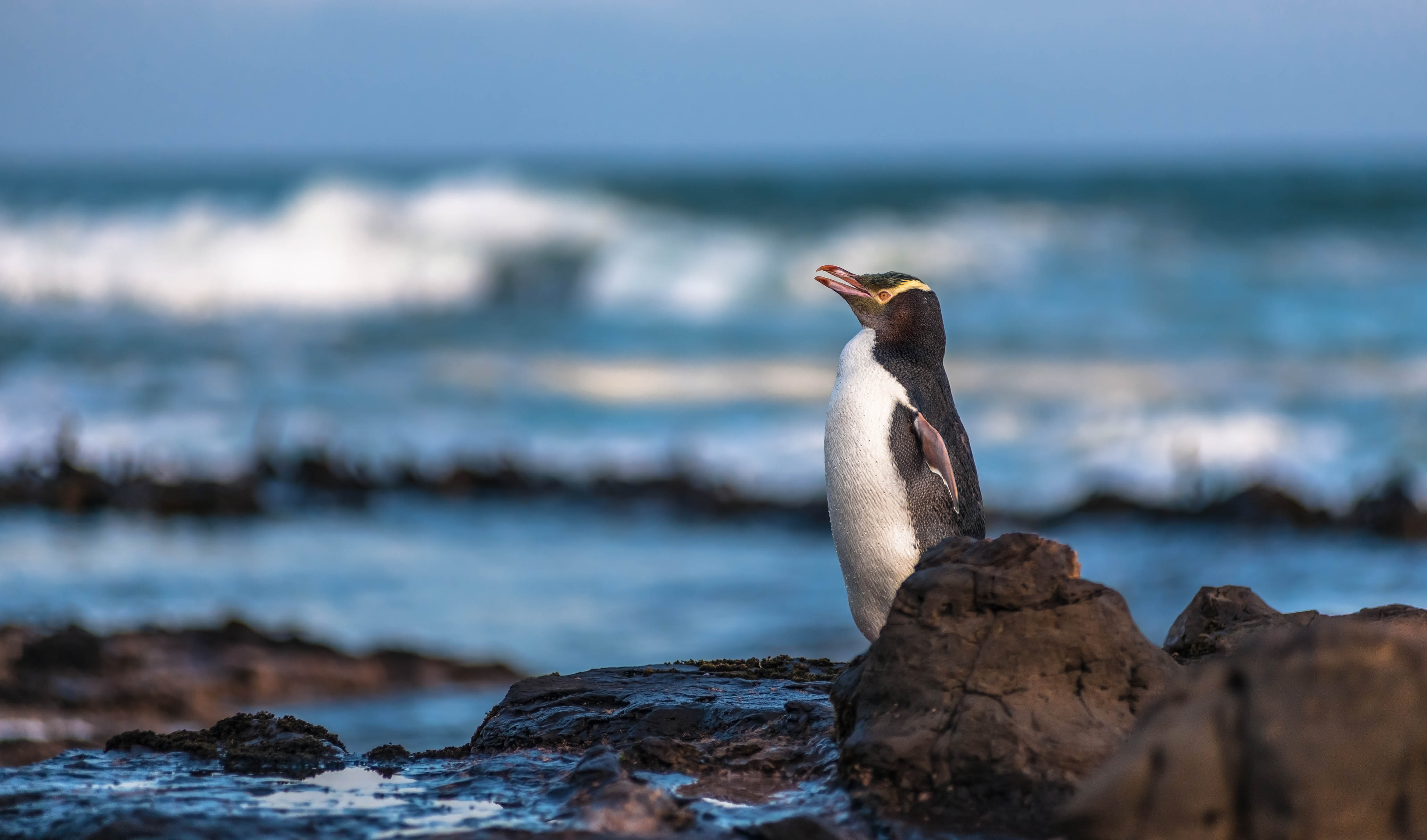 pinguïns
