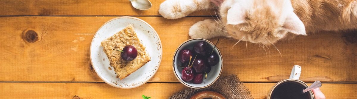 kattencafés wereldwijd