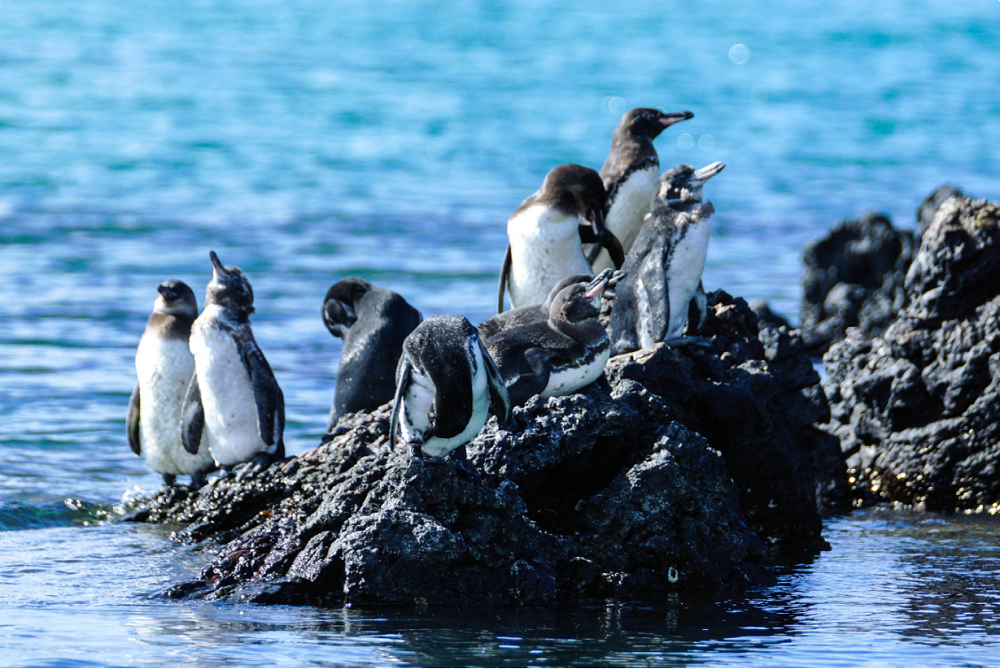 pinguïns