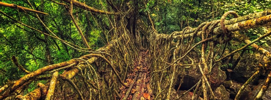 Baumwurzeln_Nongriat_Dorf_Kirrapunji_Meghalaya_Indien_shutterstock_1084338788