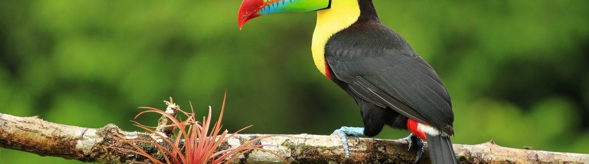 Een toekan in Costa Rica