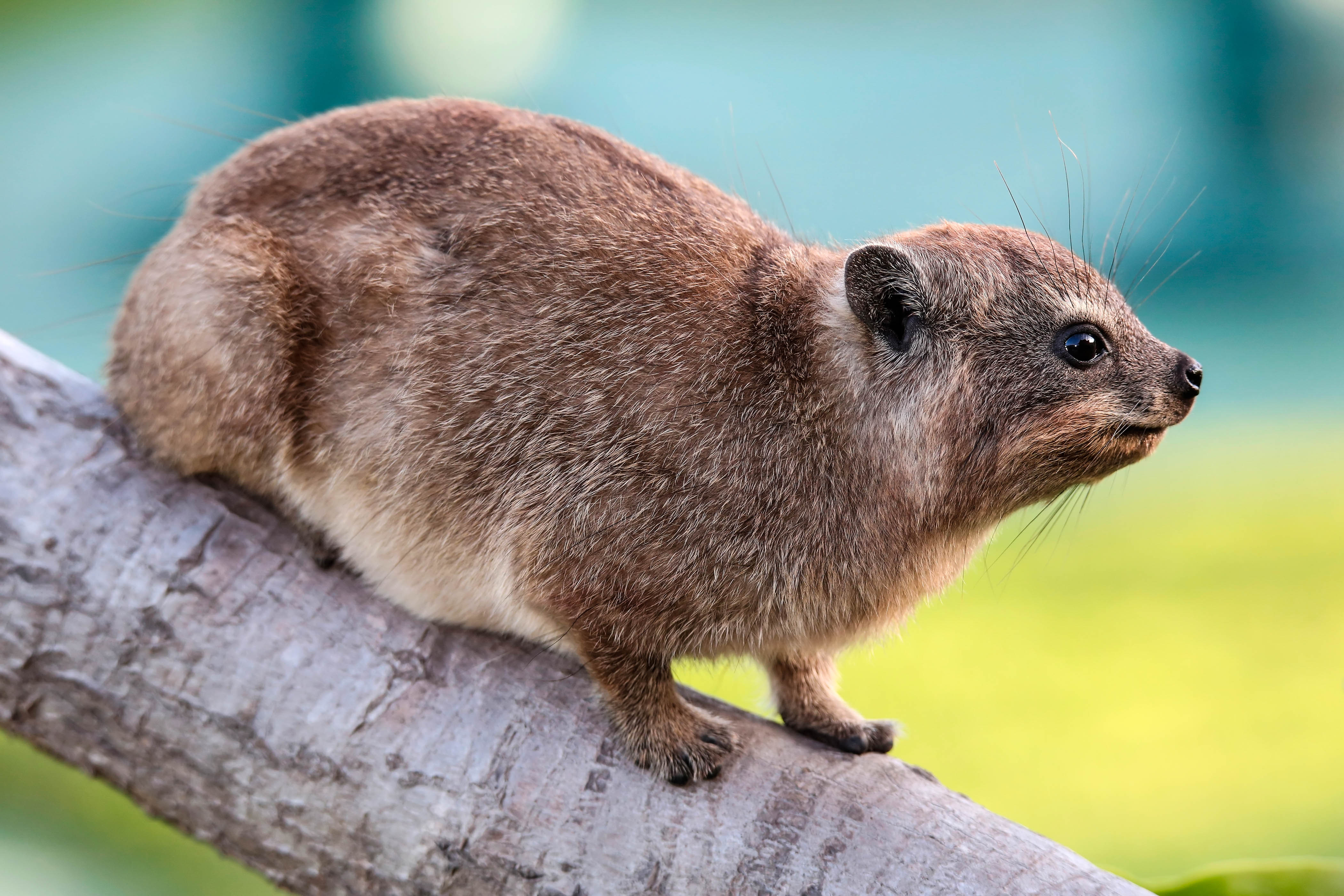 inheemse dieren