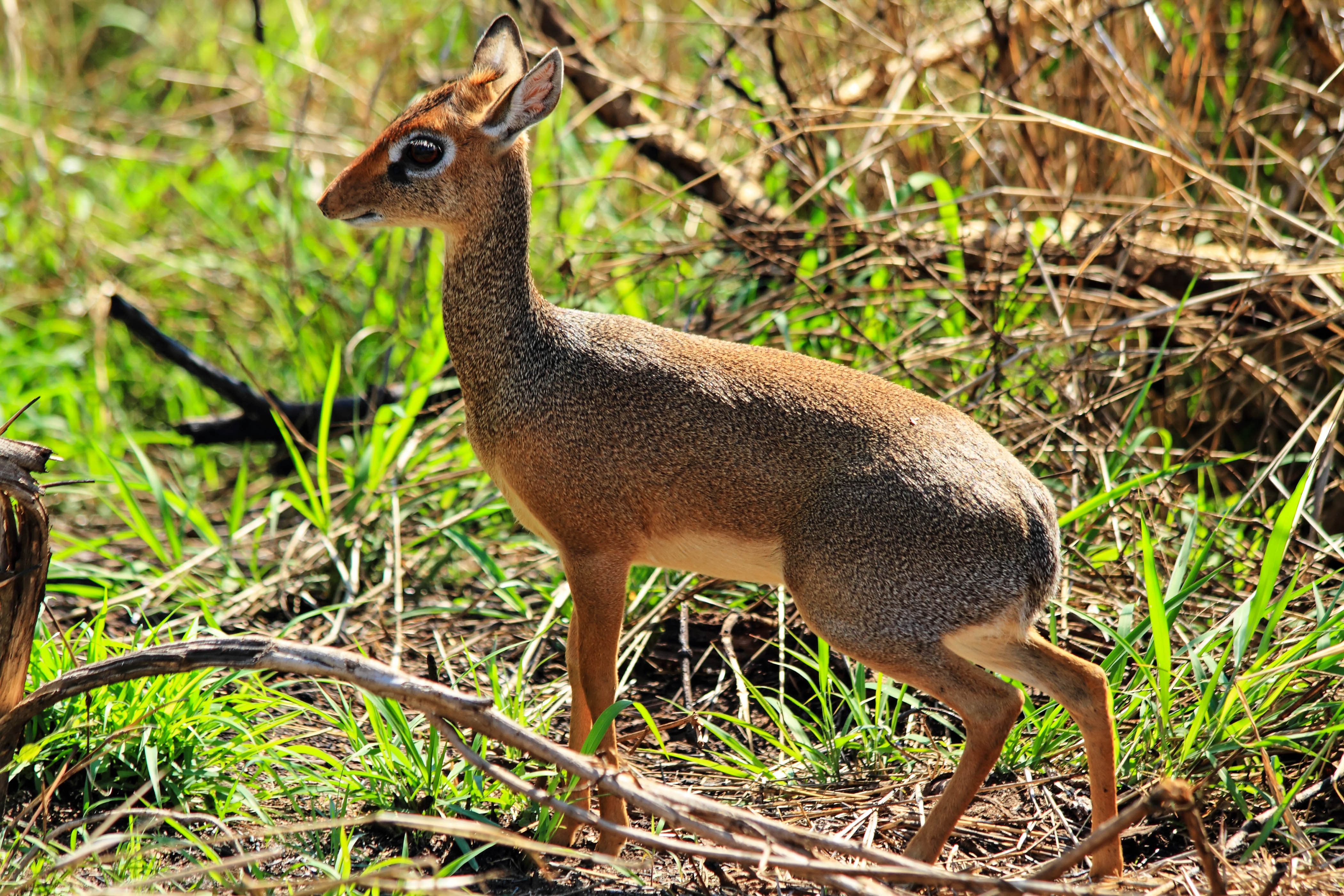 inheemse dieren