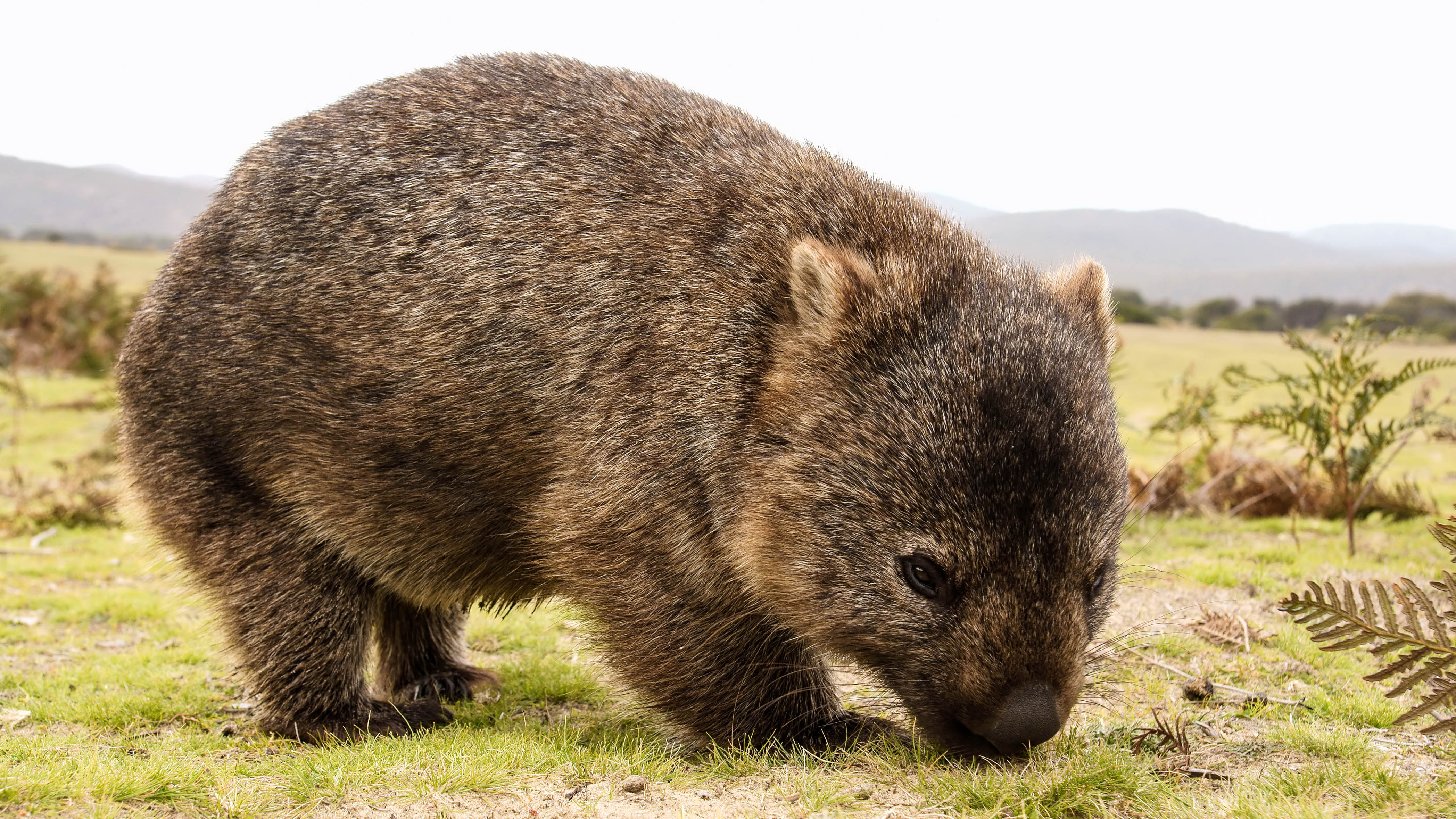 inheemse dieren