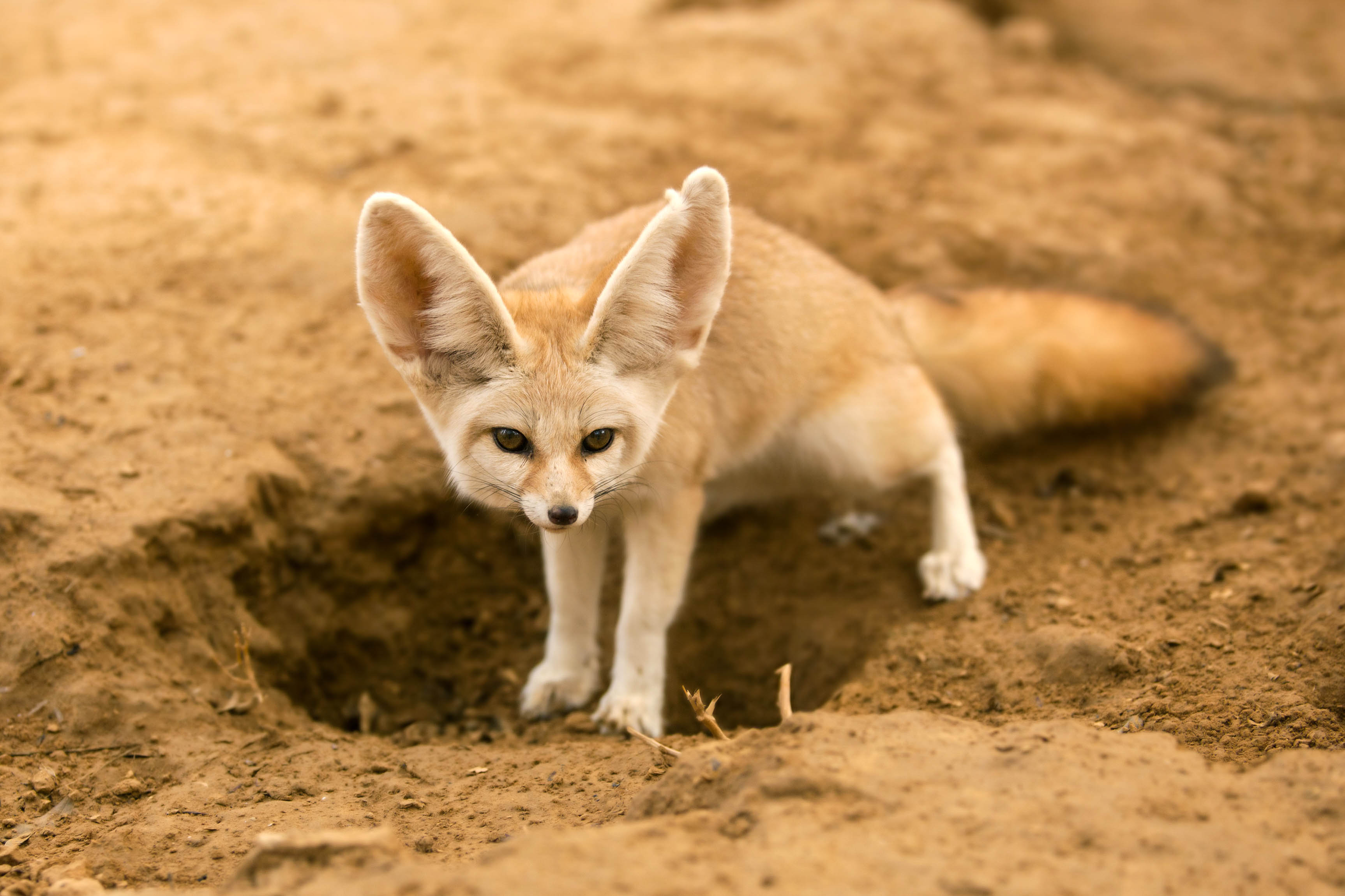 inheemse dieren