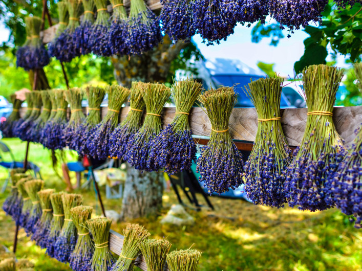 Lavendel Provence