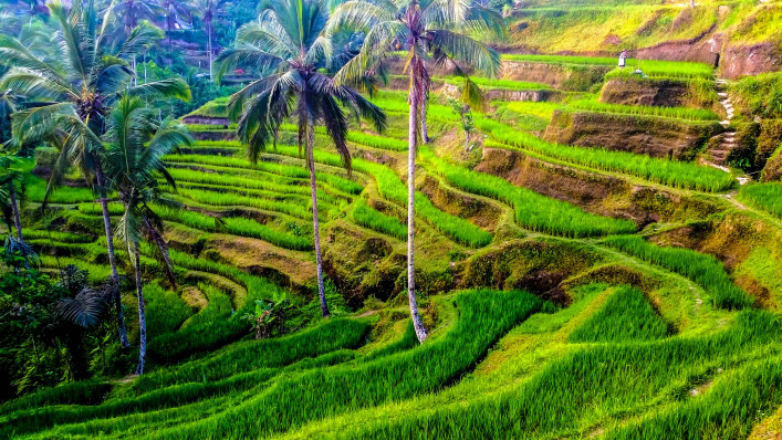 Rijstterrassen op Bali