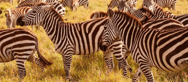 Safari in Kenia