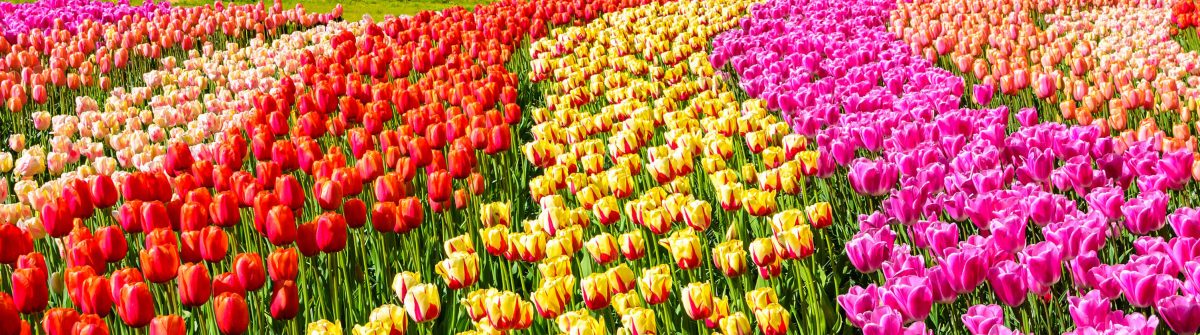 Tulpen in Nederland