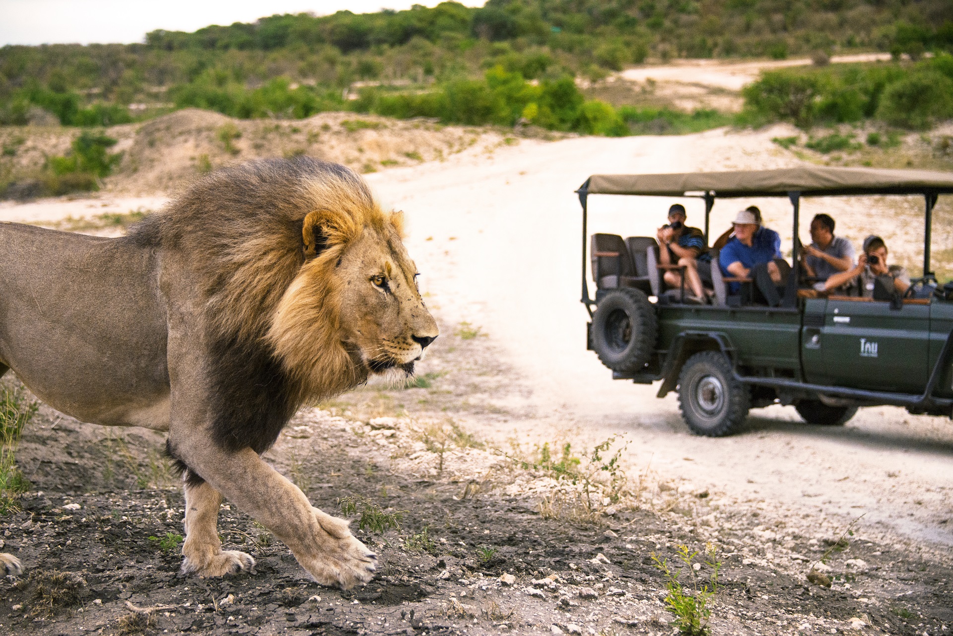 safari met leeuw