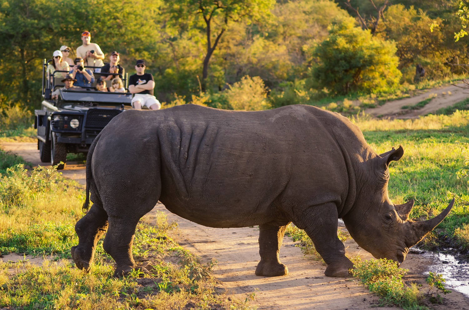 neushoorn