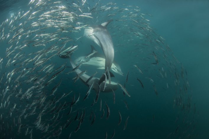 Een feestmaal voor dolfijnen: de Sardine Run