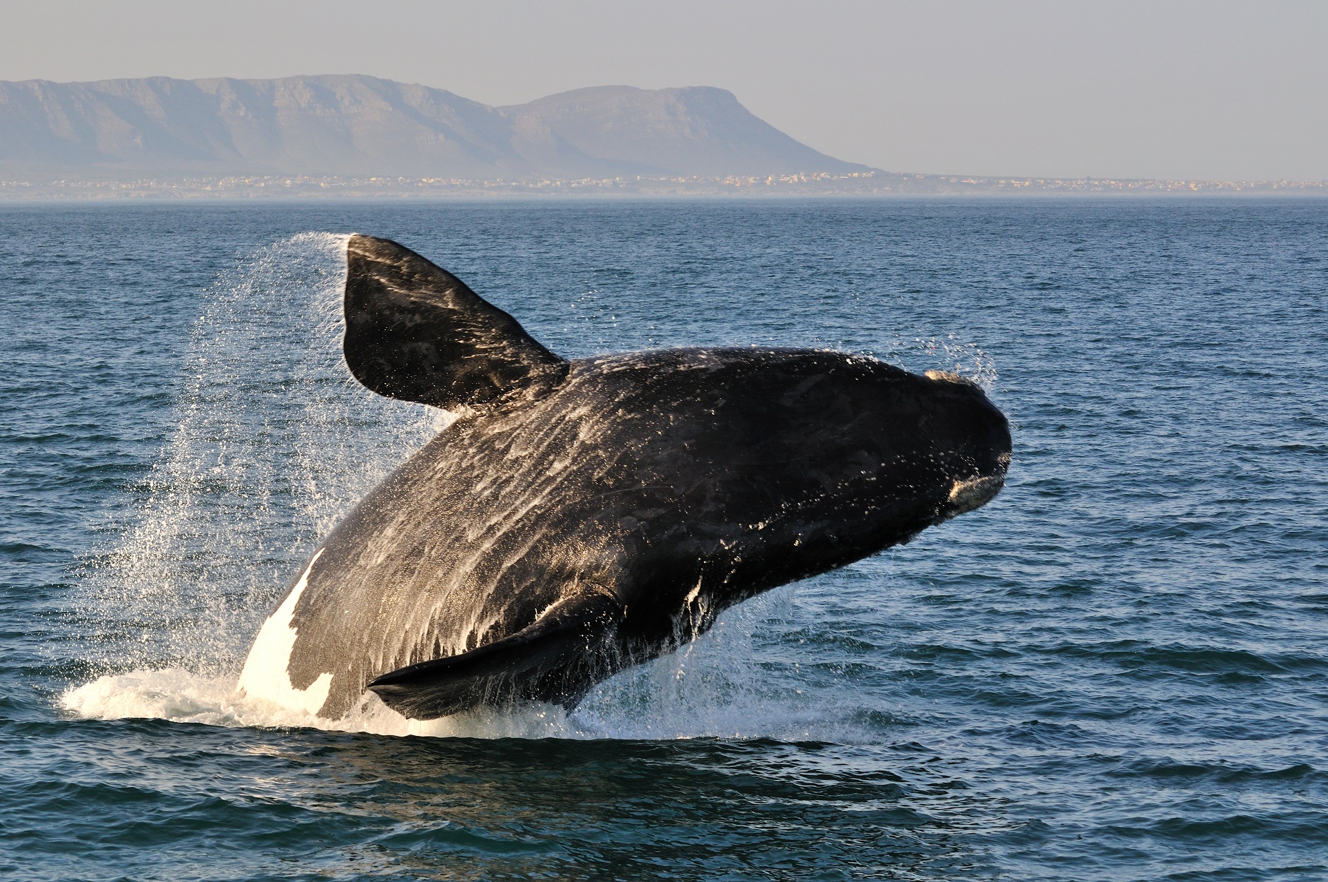 walvis bij Hermanus