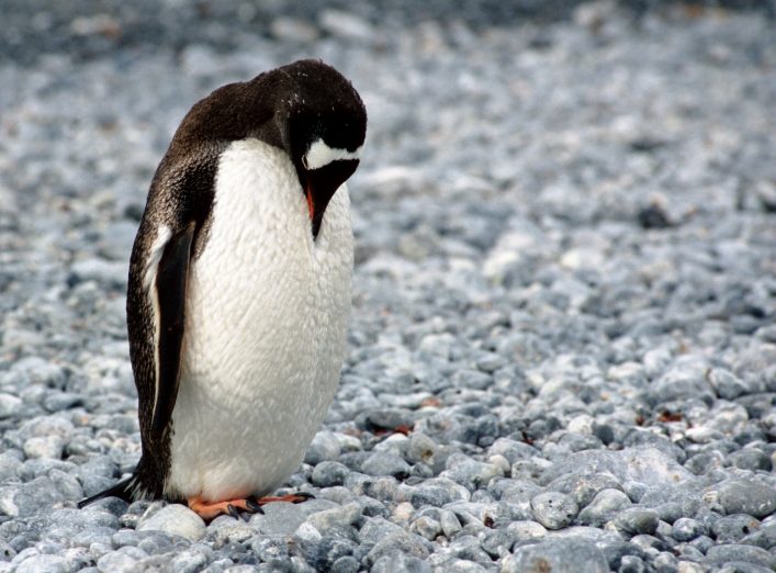 Pinguïn op Antarctica