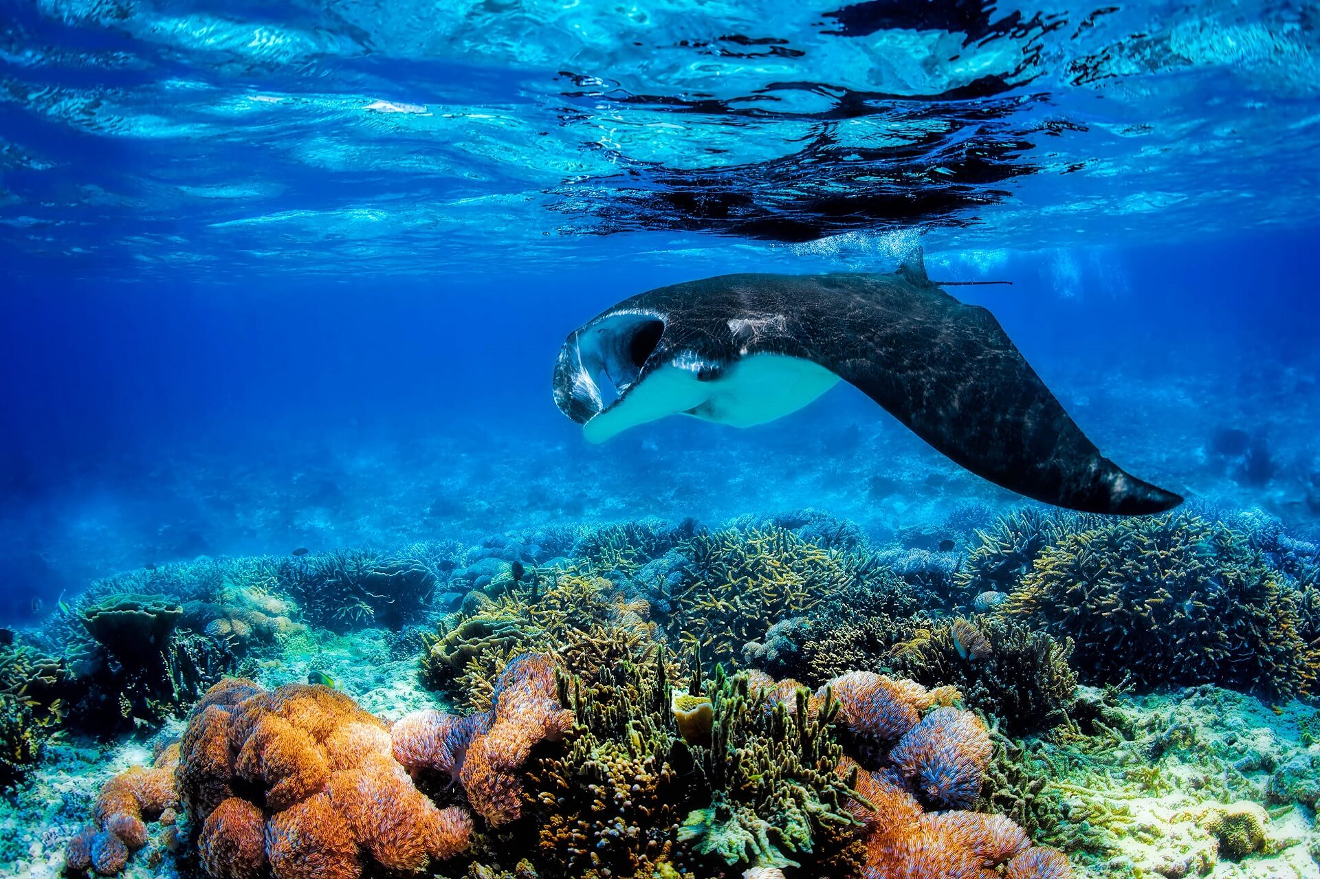 Manta Ray