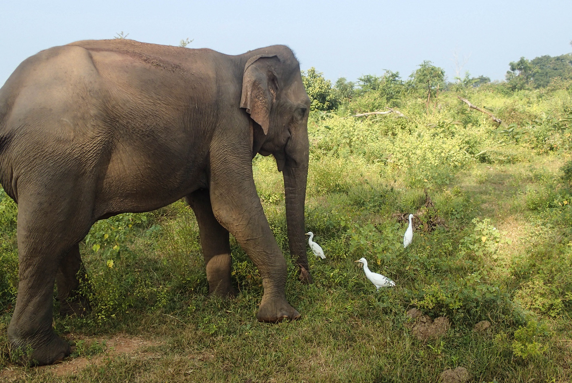 Een olifant