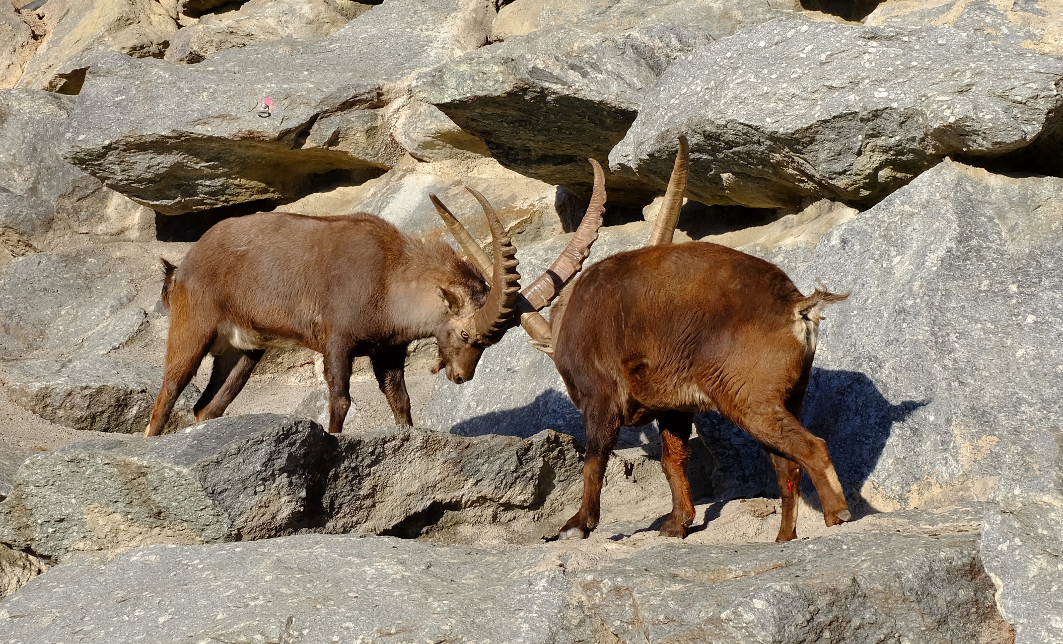 Alpine Zoo Innsbruck in Tirol Alpine Zoo Innsbruck in Tirol