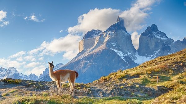 Alpaca in Chileens patagonie