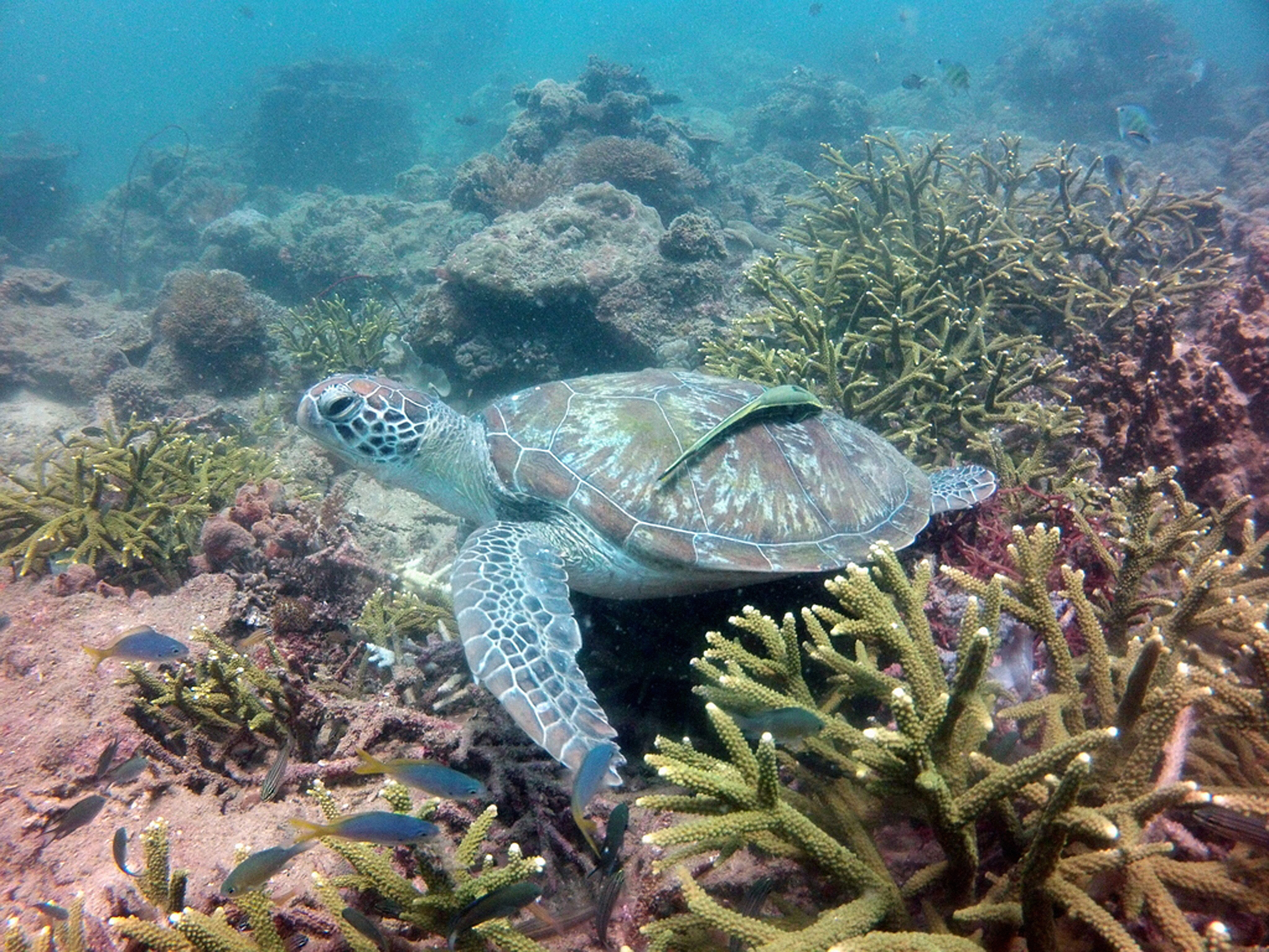 Sabah vakantie Sabah vakantie
