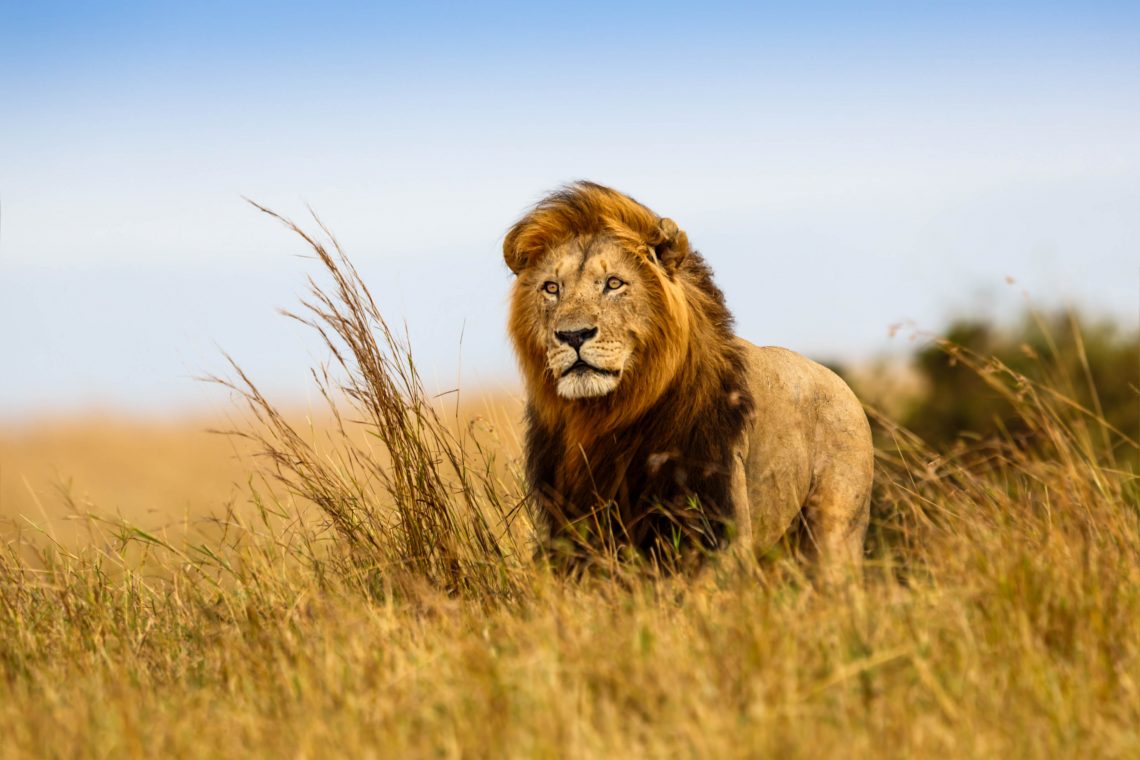 Vliegtickets Zuid-Afrika