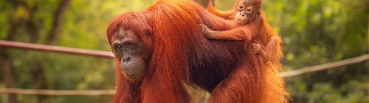 Young-orangutan-is-sleeping-on-its-mother_shutterstock_311420567-1920×1280-cropped
