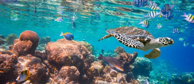 Hawksbill-Turtle-Eretmochelys-imbricata-floats-under-water.-Maldives-Indian-Ocean-coral-reef._shutterstock_248941750