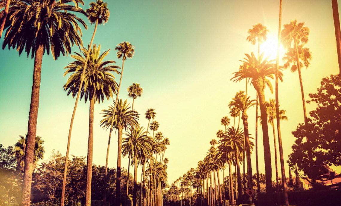 Palm-Trees-Hollywood-Los-Angeles-iStock_000032047156_Large-2