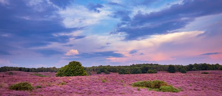 Veluwe