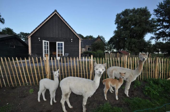 Alpaca IJsseldelta Lodges