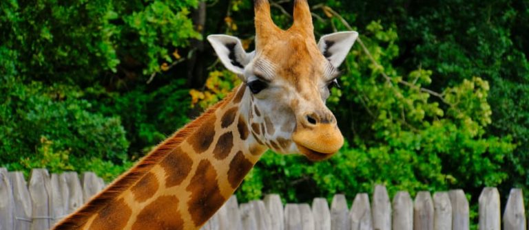 Osnabrücker Zoo vriendinnenweekend
