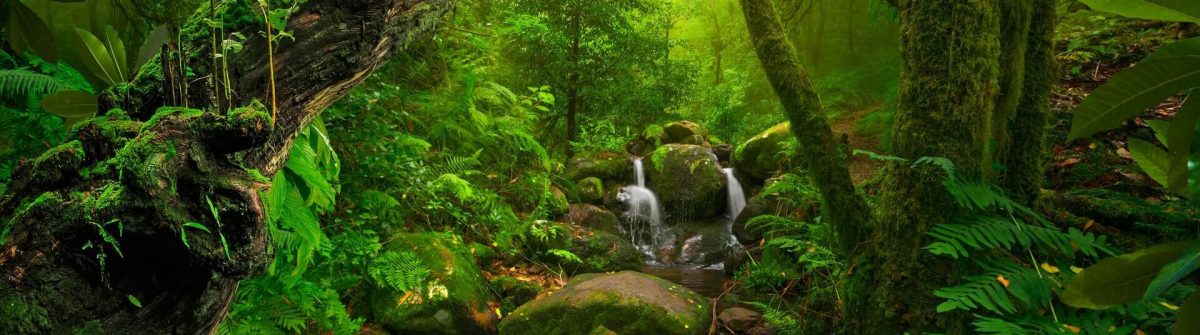 dschungel_urwald_fluss_steine_liane_shutterstock_766481836_1920x1280-1-1