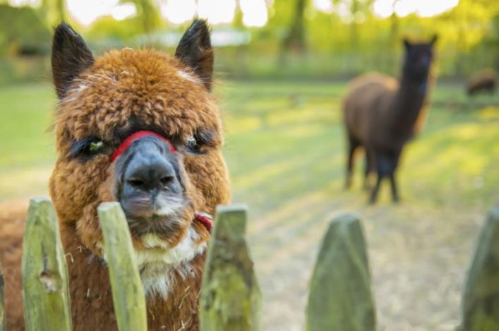 Boomhut Suite bij Alpaca's