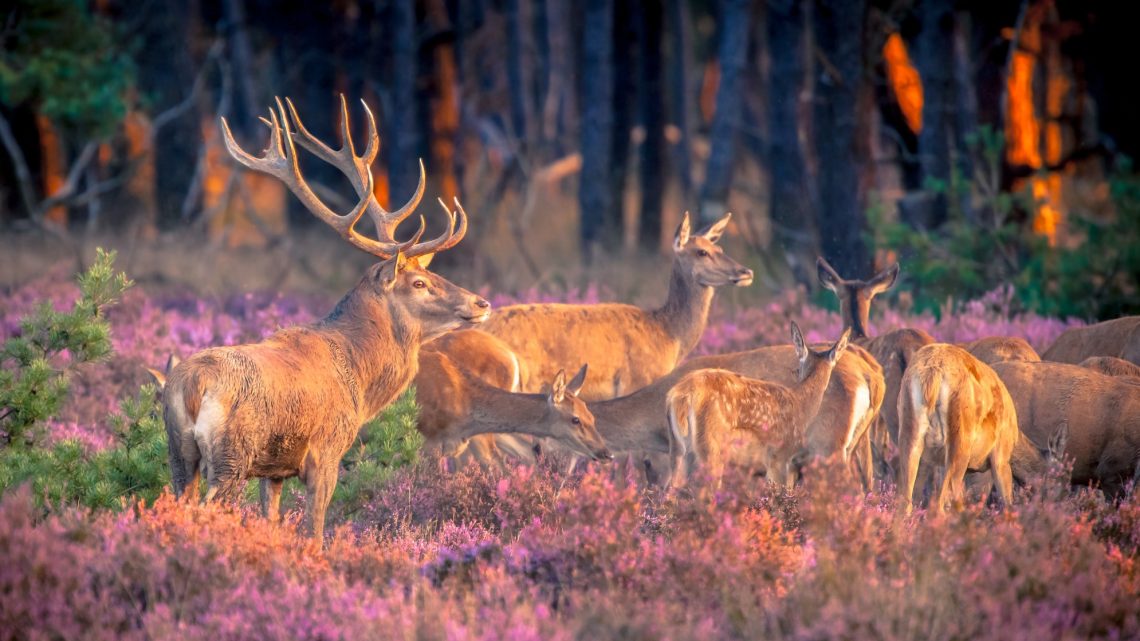 veluwe