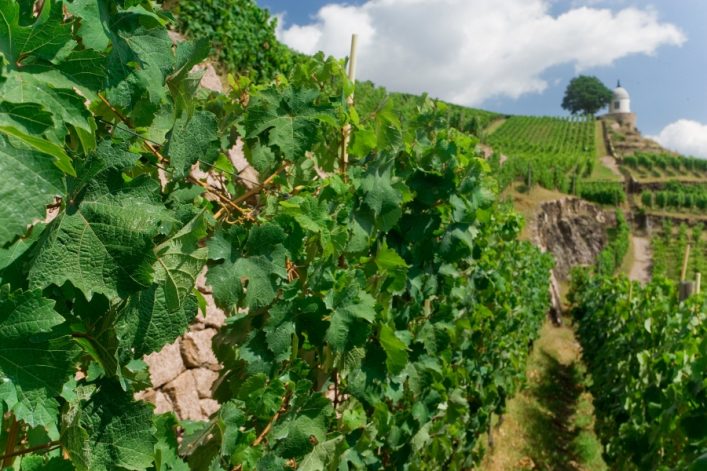 Sales_Saksische-Wijnstraat-wandelen_TMGS_Rene-Gaens-5