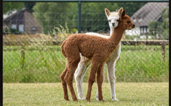 Alpaca farm Nederasselt