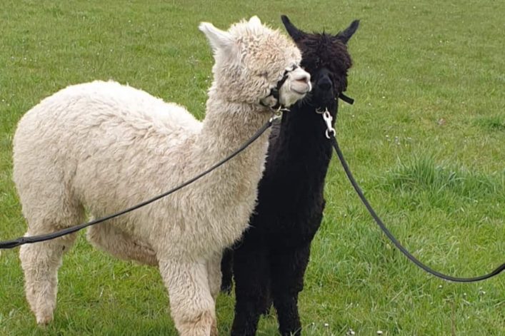 Alpaca farm Nederasselt