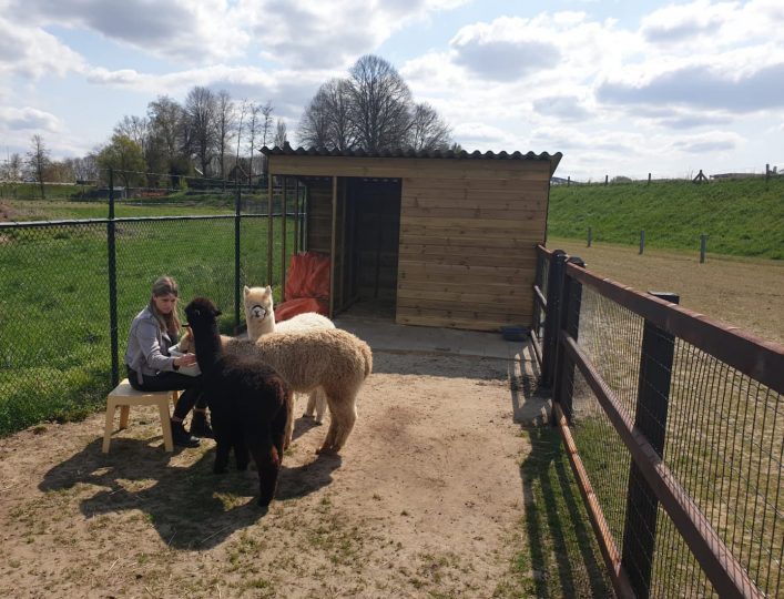 Alpaca farm Nederasselt