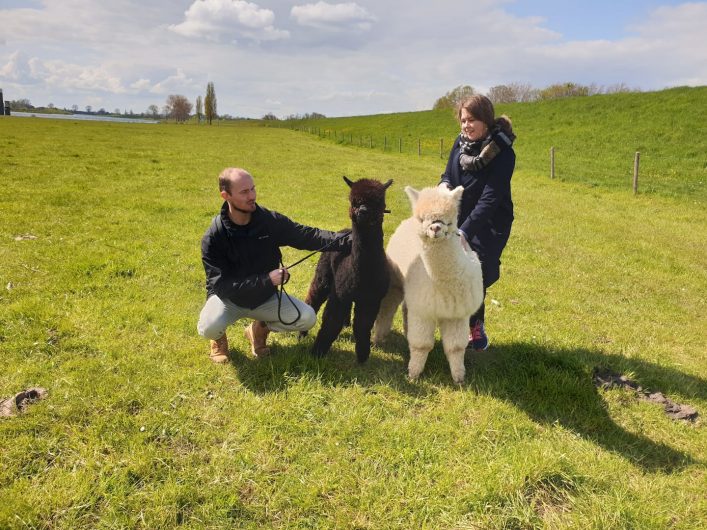 Alpaca farm Nederasselt