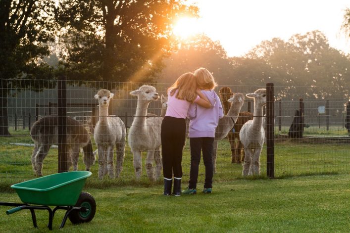 Alpaca Vorstenbosch
