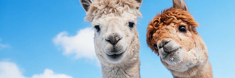 Alpacas