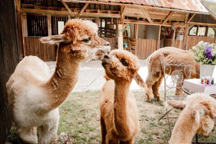 Guesthouse Alpaca