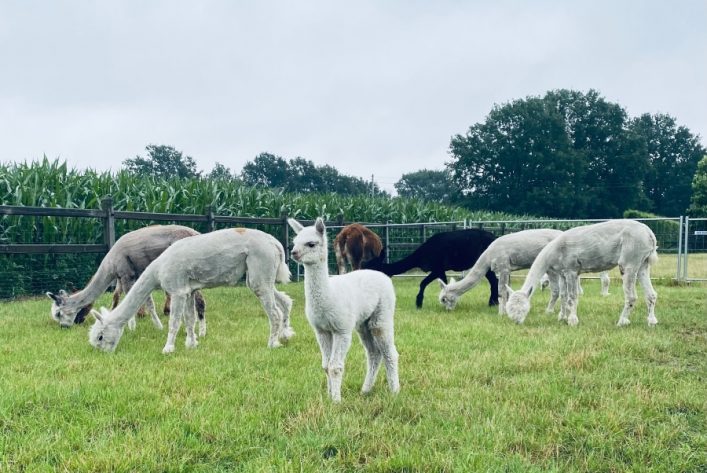 AlpaCAmping op 't heeseinde