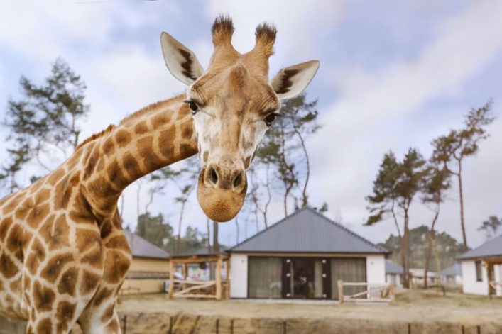 Safari Hotel Beekse Bergen lodge