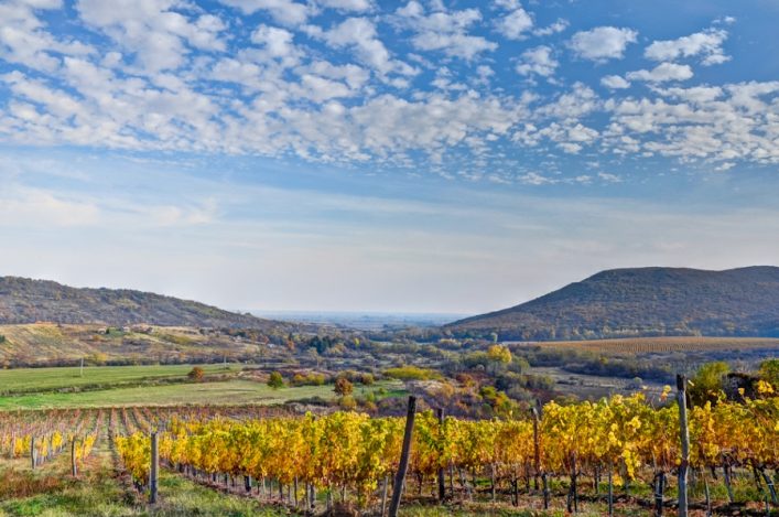 Sales_VisitHungary_Tokaj_1-1